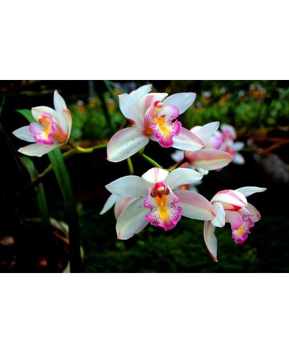 Orchideeën Behang | Leuke witte en roze orchideeën | 375 x 250 cm | Extra Sterk Vinyl Behang