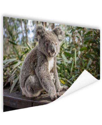 Zittende koala in Australie Poster 120x80 cm - Foto print op Poster (wanddecoratie)