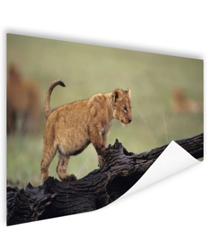 Jong leeuwtje in Kenia Poster 120x80 cm - Foto print op Poster (wanddecoratie)