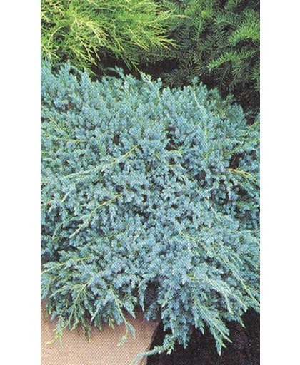 JUNIPERUS SQUAMATA 'BLUE CARPET' - Jeneverbes 25-30 cm in pot