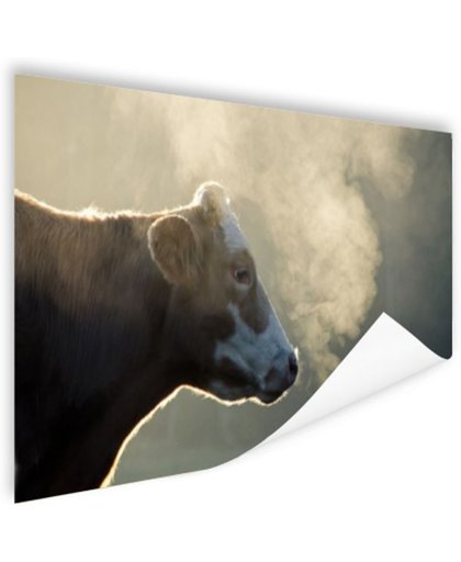 Koe bij zonsopgang Poster 90x60 cm - Foto print op Poster (wanddecoratie)