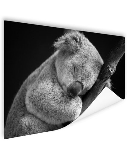 Een slapende koala Poster 120x80 cm - Foto print op Poster (wanddecoratie)
