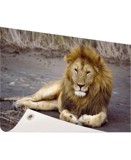 Liggende leeuw in Afrika Tuinposter 200x100 cm - Foto op Tuinposter (tuin decoratie)