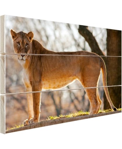 Afrikaanse leeuw staart Hout 30x20 cm - Foto print op Hout (Wanddecoratie)