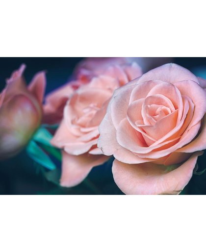Rozen Behang | Grote bloembladen van de roze roos | 375 x 250 cm | Extra Sterk Vinyl Behang