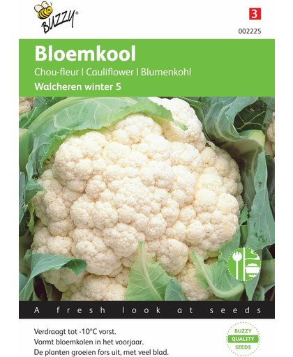 Bloemkool Walcheren Winter - Brassica oleracea - set van 6 stuks