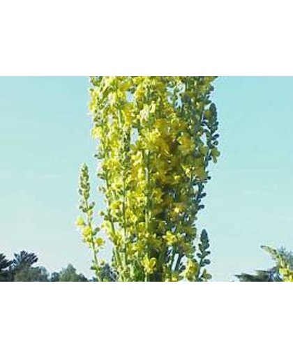 6 x Verbascum Olympicum - Toorts pot 9x9cm