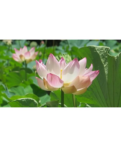 Lotus Behang | Lotus bloeit tussen de bladeren | 445 x 250 cm | Extra Sterk Vinyl Behang