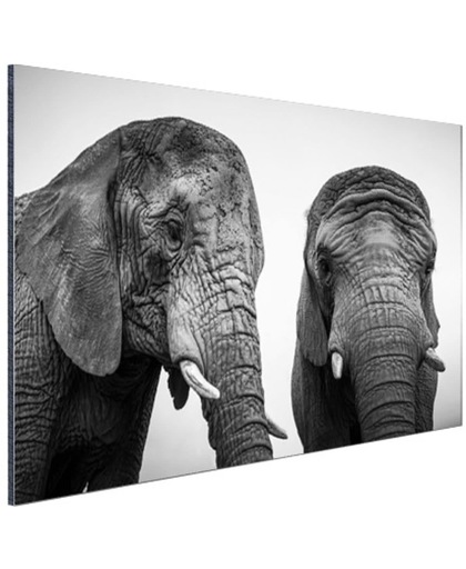 Nieuwsgierige olifanten zwart-wit Aluminium 60x40 cm - Foto print op Aluminium (metaal wanddecoratie)