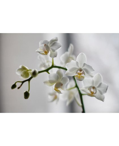 Orchideeën Behang | Witte orchideeën met geel | 375 x 250 cm | Extra Sterk Vinyl Behang