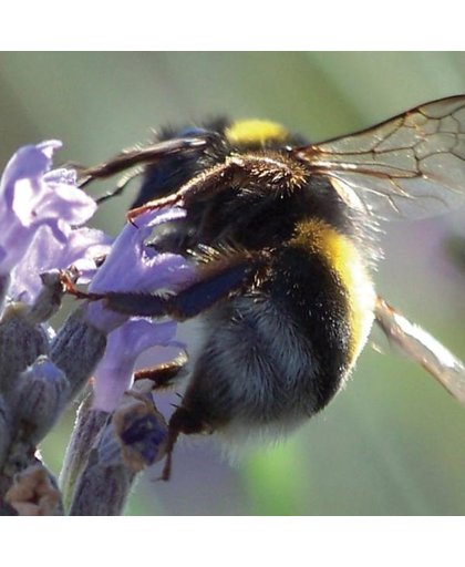 Bijen bloemenmengsel - set van 4 stuks