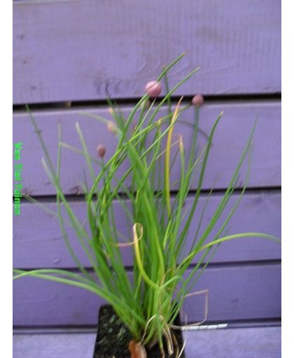 Allium schoenoprasum - Bieslook - set 12 planten incl bemesting