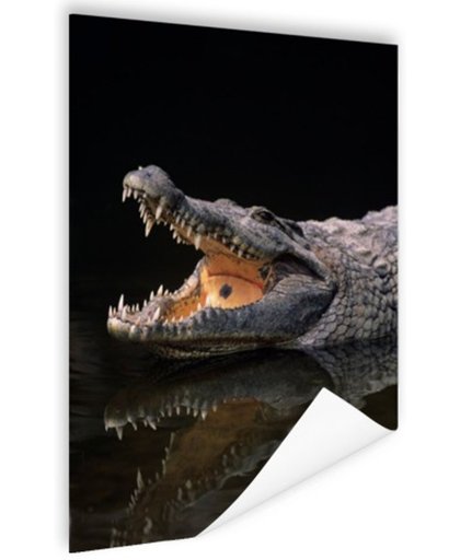 Nijl krokodil Poster 80x120 cm - Foto print op Poster (wanddecoratie)