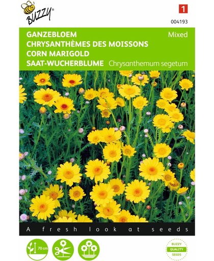 Gele ganzebloem - Chrysanthemum segetum - set van 9 stuks