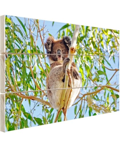 Koala zittend op een boom Hout 120x80 cm - Foto print op Hout (Wanddecoratie)