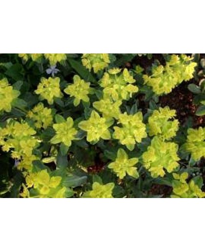 6 x Euphorbia Polychroma - Kleurige Wolfsmelk pot 9x9cm