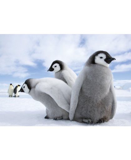 Fotobehang Papier Pinguïn, Dieren | Grijs | 254x184cm
