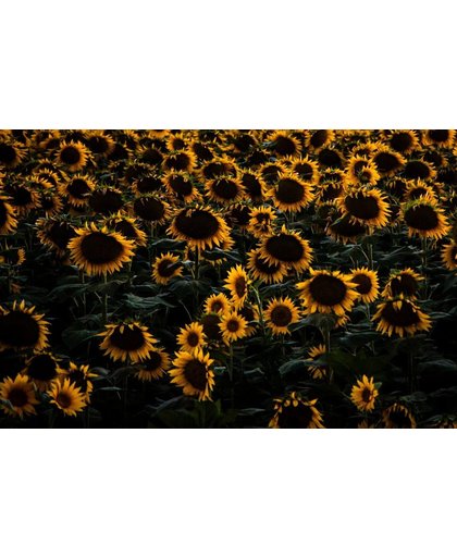 Zonnebloem Behang | Zee met zonnebloemen | 382 x 250 cm | Extra Sterk Vinyl Behang