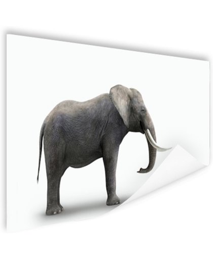 Olifant op witte achtergrond Poster 90x60 cm - Foto print op Poster (wanddecoratie)