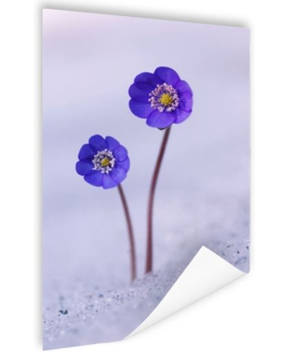 Paarse bloem in de sneeuw Poster 120x180 cm - Foto print op Poster (wanddecoratie)
