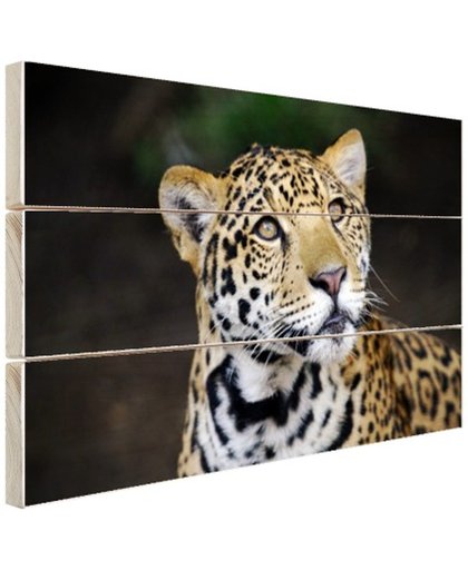 Nieuwsgierige luipaard foto Hout 80x60 cm - Foto print op Hout (Wanddecoratie)