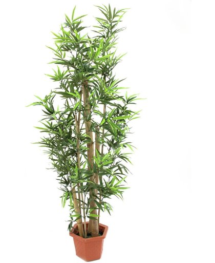 Europalms Kunstplant - Bamboe met natuurlijke stelen, 150cm