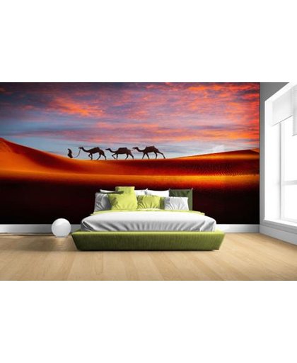 Woestijn met kamelen Fotobehang 380x265 (Airtex, Naadloos)