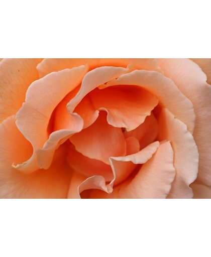 Roos Behang | Leuke bloemblaadjes van de roos | 375 x 250 cm | Extra Sterk Vinyl Behang
