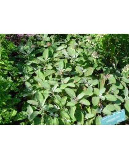 6 x Salvia Officinalis 'Berggarten' - Breedbladige Salie pot 9x9cm