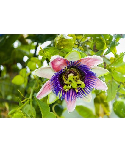 Passiflora edulis 'Purple Giant' / Passievrucht | Totale hoogte 70-80cm incl. 2 liter pot | Eetbare klimplant