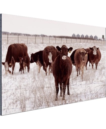 Kudde koeien in een sneeuwveld Aluminium 30x20 cm - Foto print op Aluminium (metaal wanddecoratie)