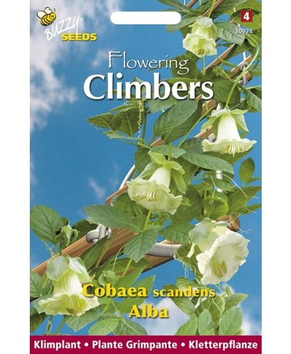 Buzzy® Flowering Climbers Cobaea Wit