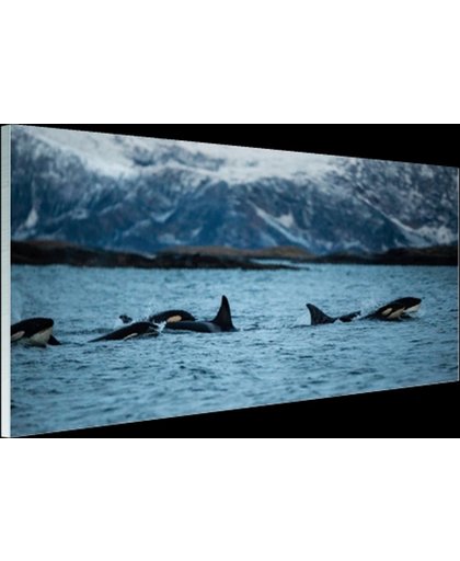 Groep orkas Glas 120x80 cm - Foto print op Glas (Plexiglas wanddecoratie)