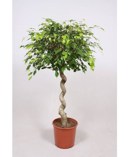 Ficus Exotica een mooie spiraalvormige kamerplant.