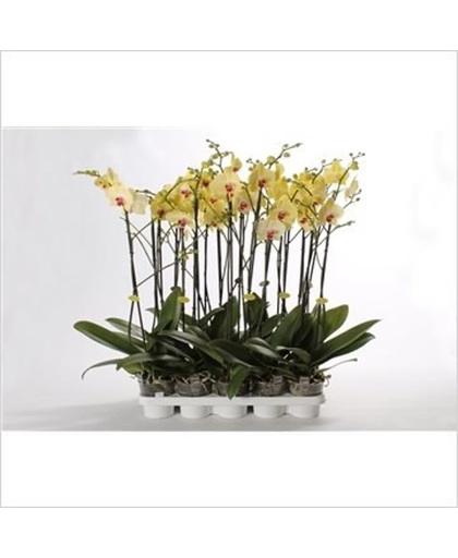Phalaenopsis 2 tak geel topkwaliteit