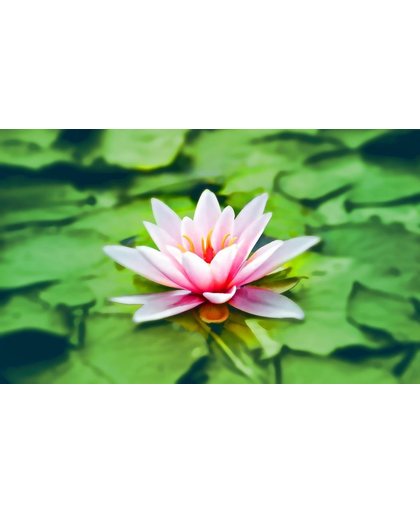 Lotus Behang | Groene bladeren met roze lotus | 411 x 250 cm | Extra Sterk Vinyl Behang