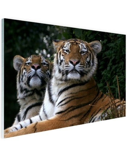 Twee Siberische tijgers Glas 90x60 cm - Foto print op Glas (Plexiglas wanddecoratie)