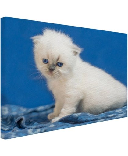 Witte kitten in blauwe ruimte Canvas 80x60 cm - Foto print op Canvas schilderij (Wanddecoratie)
