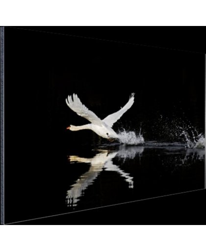 Vliegende zwaan Aluminium 60x40 cm - Foto print op Aluminium (metaal wanddecoratie)