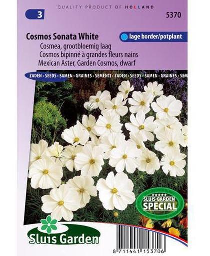 Sluis Garden Cosmos Sonata White (fleuroselect Gold)