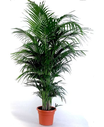 Howea Forsteriana; Totale hoogte 160-180cm hoogte incl. Ø 24 cm pot | Kentia palm ( Ideaal voor binnen )