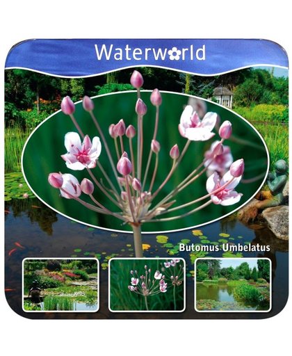 Waterworld® Aqua Set - Butomus Umbellatus - Zwanenbloem
