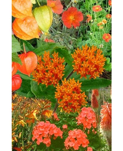 Borderpakket Oranje 5 m²: 36 Vaste Planten