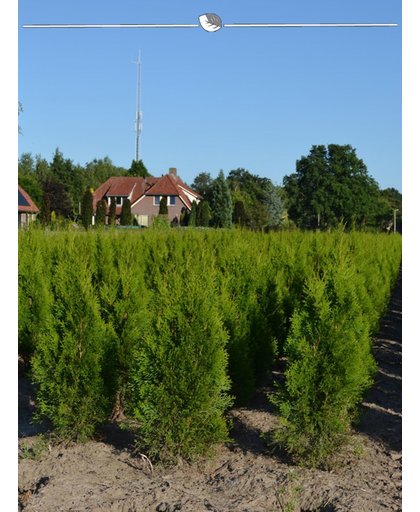 Westerse Levensboom Thuja Smaragd 80-100 cm, 125x haagplant, incl. bezorging