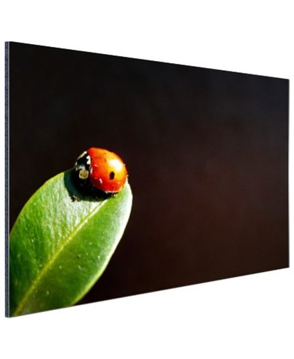 Lieveheersbeest blad zwarte achtergrond Aluminium 60x40 cm - Foto print op Aluminium (metaal wanddecoratie)