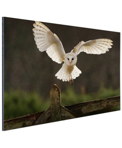Vliegende kerkuil Aluminium 90x60 cm - Foto print op Aluminium (metaal wanddecoratie)