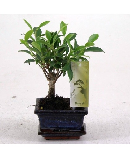 Bonsai Ficus pot 12 cm