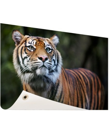 Sumatraanse tijger portret Tuinposter 60x40 cm - Foto op Tuinposter (tuin decoratie)