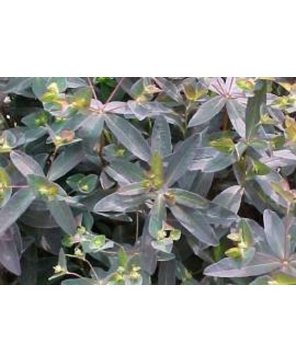 6 x Euphorbia Dulcis 'Chameleon' - Wolfsmelk pot 9x9cm