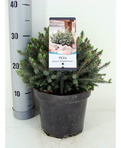 Picea glauca 'Echiniformis'; Totale hoogte 30-40cm incl. Ø19cm pot | Canadese spar